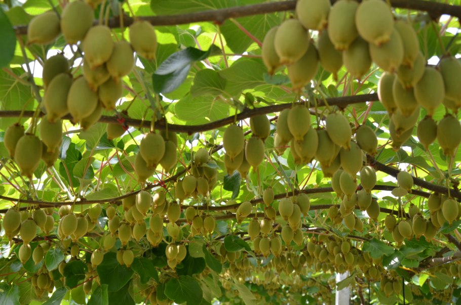 Актинидия витамин ц