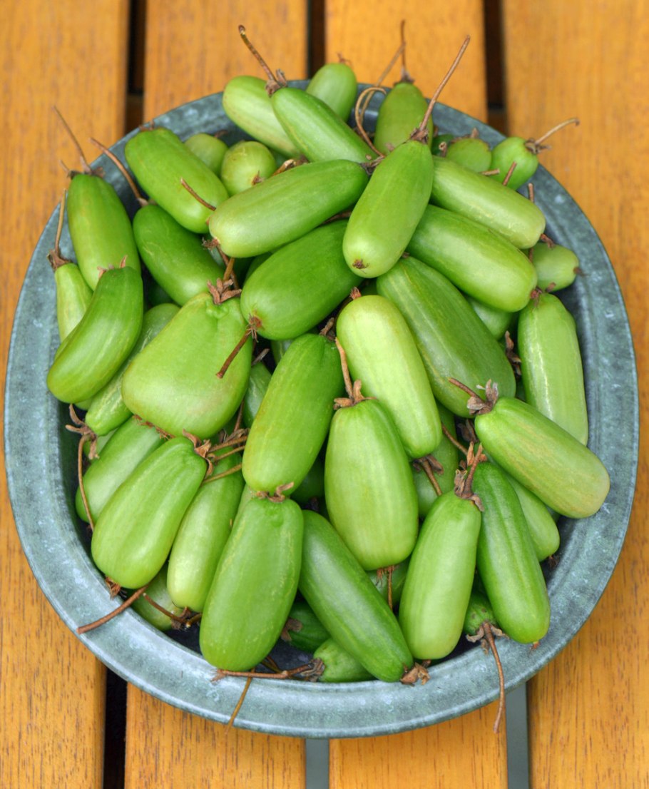 Актинидия доктор Шимановский