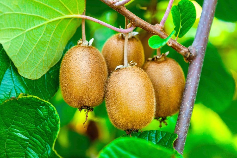 Актинидия Витакола