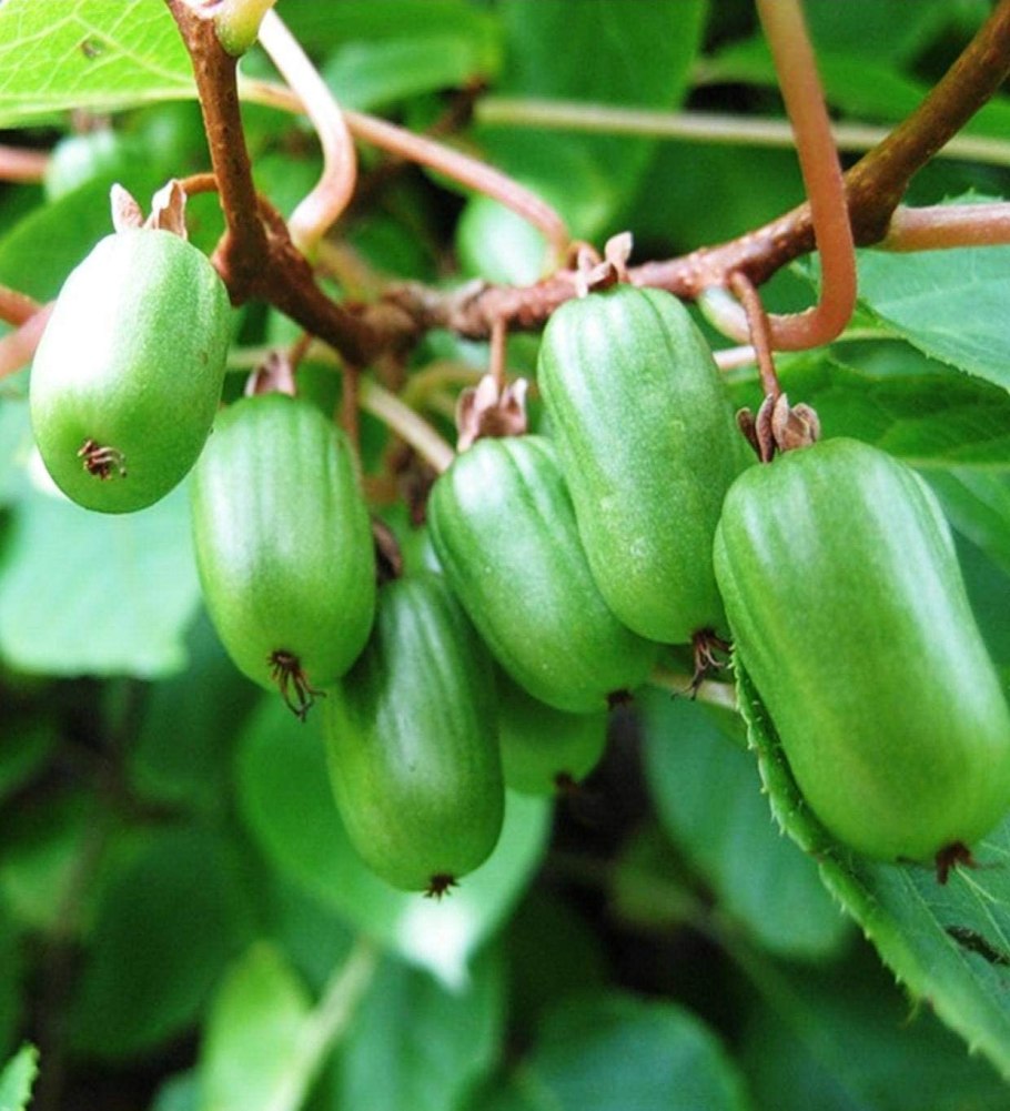 Актинидия коломикта ягоды