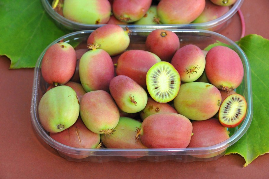 Актинидия иссаи