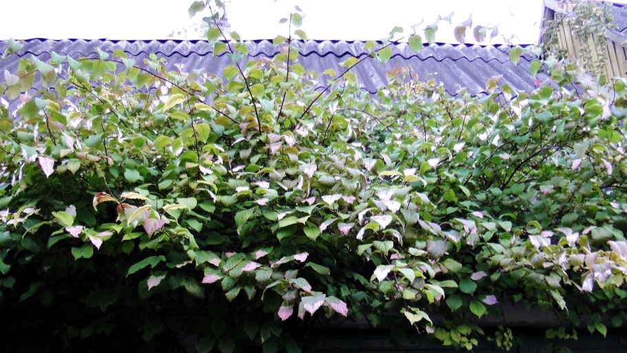 Актинидия коломикта в ландшафтном дизайне