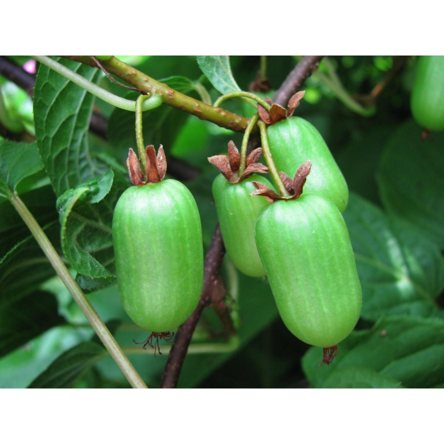 Лиана киви актинидия