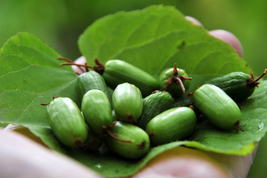 Актинидия варенье