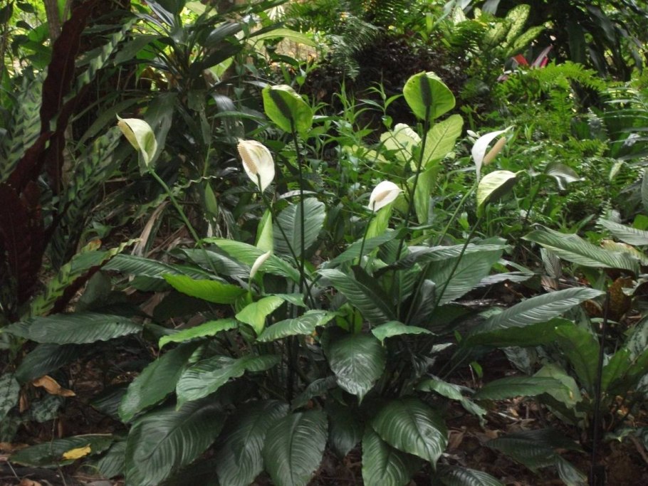 Спатифиллум каннолистный