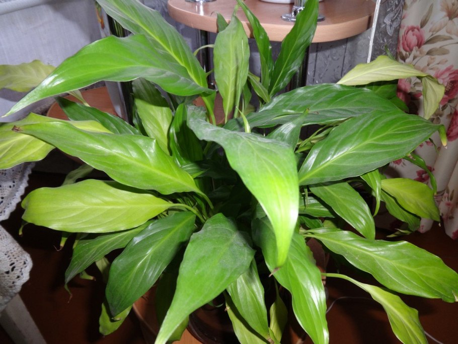 Спатифиллум Леон