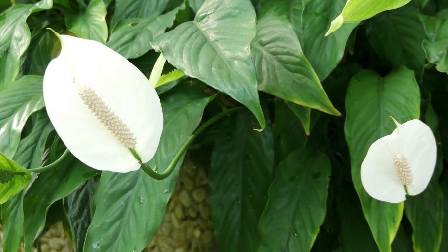 Спатифиллюм Ароидные