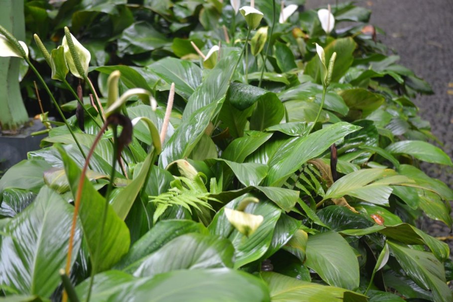 Спатифиллум с желтыми листьями