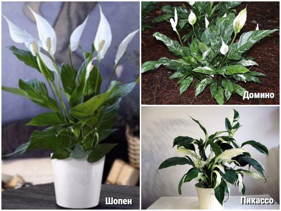 Спатифиллум кватро