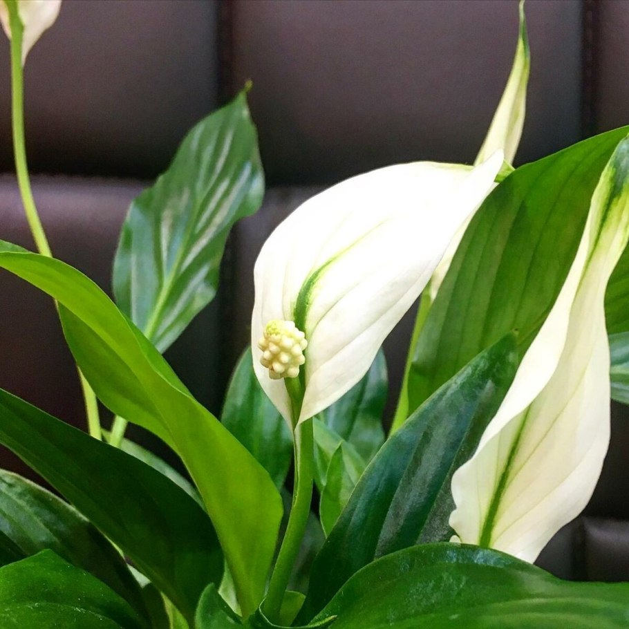 Спатифиллум луковичный