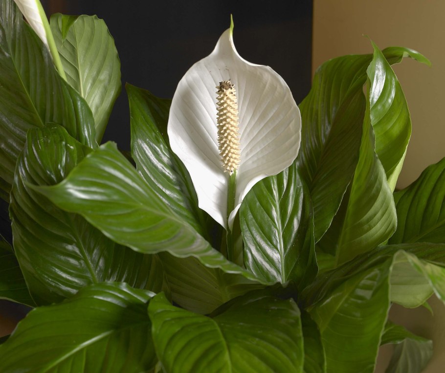 Спатифиллум геликониелистный (Spathiphyllum heliconiifolium)
