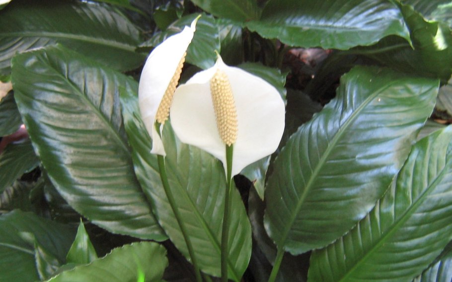 Спатифиллум Диамант