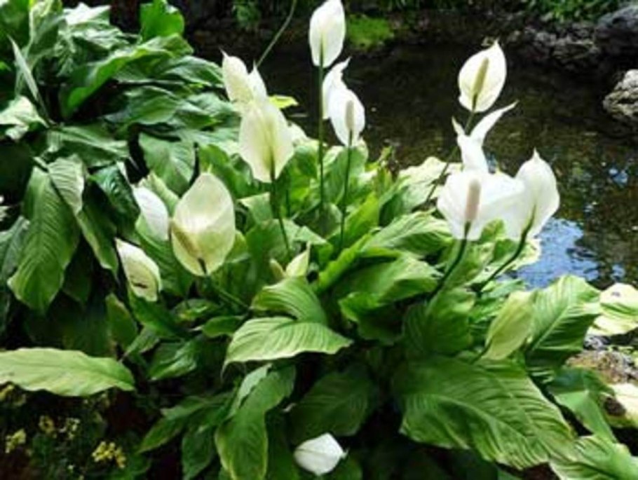 Спатифиллум геликониелистный (Spathiphyllum heliconiifolium)