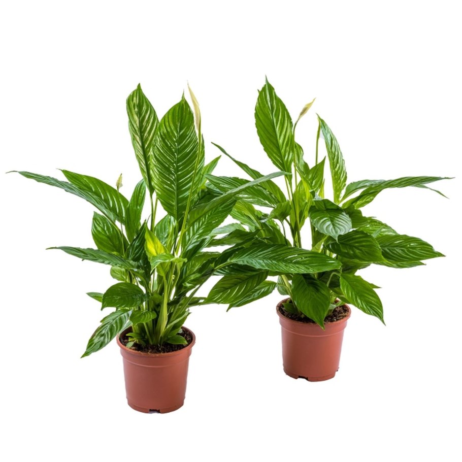 Спатифиллум Домино Шопен