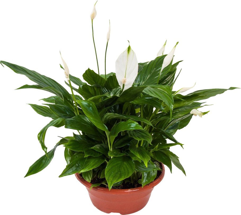 Спатифиллум или лунный цветок