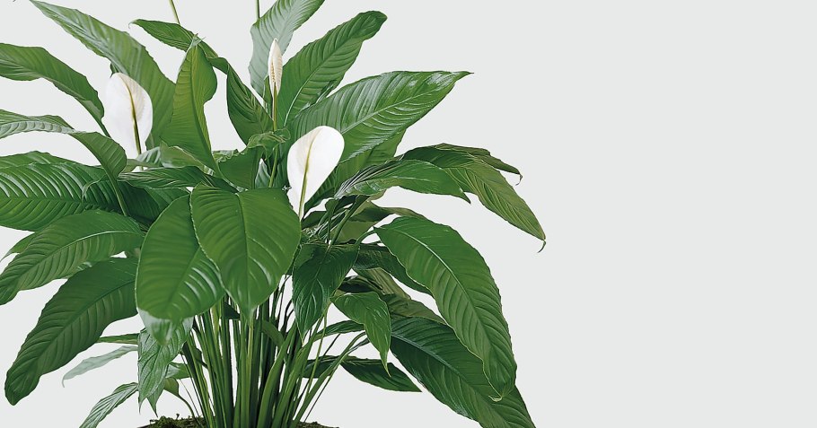 Спатифиллум Classico