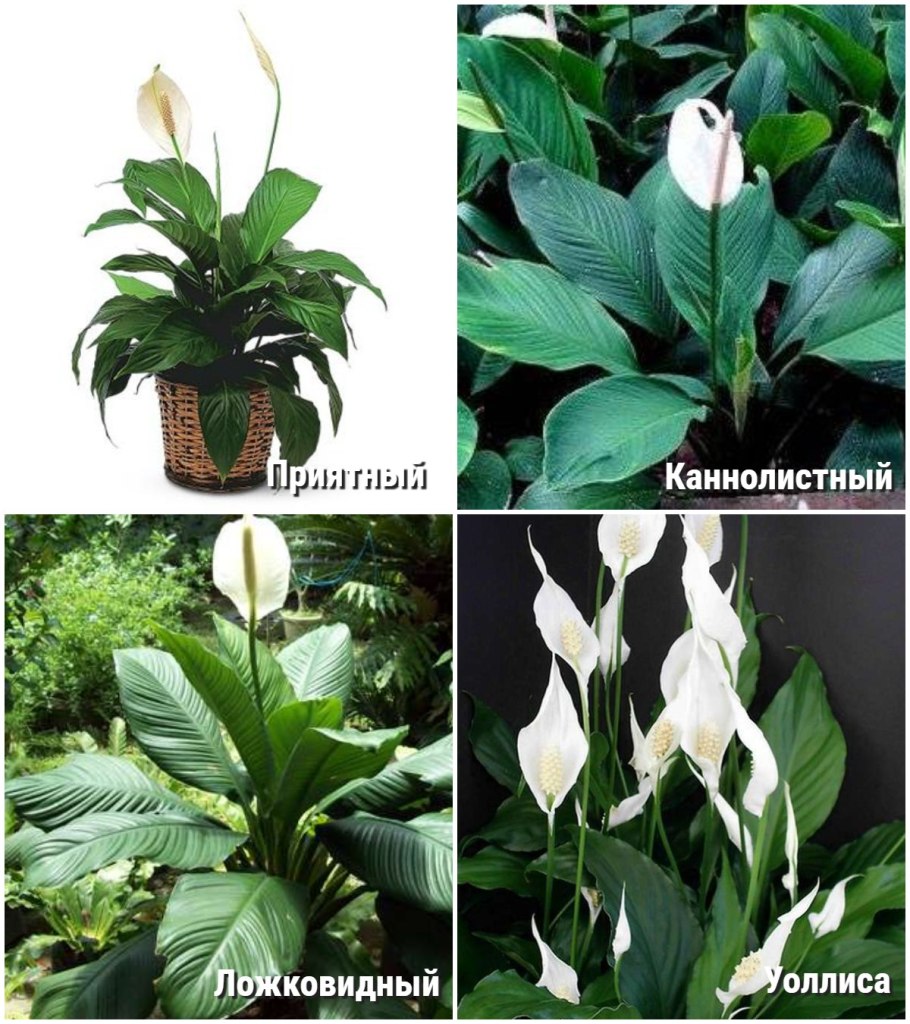 Спатифиллум каннолистный