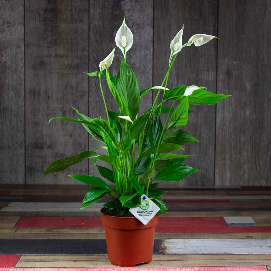 Спатифиллум Шопен