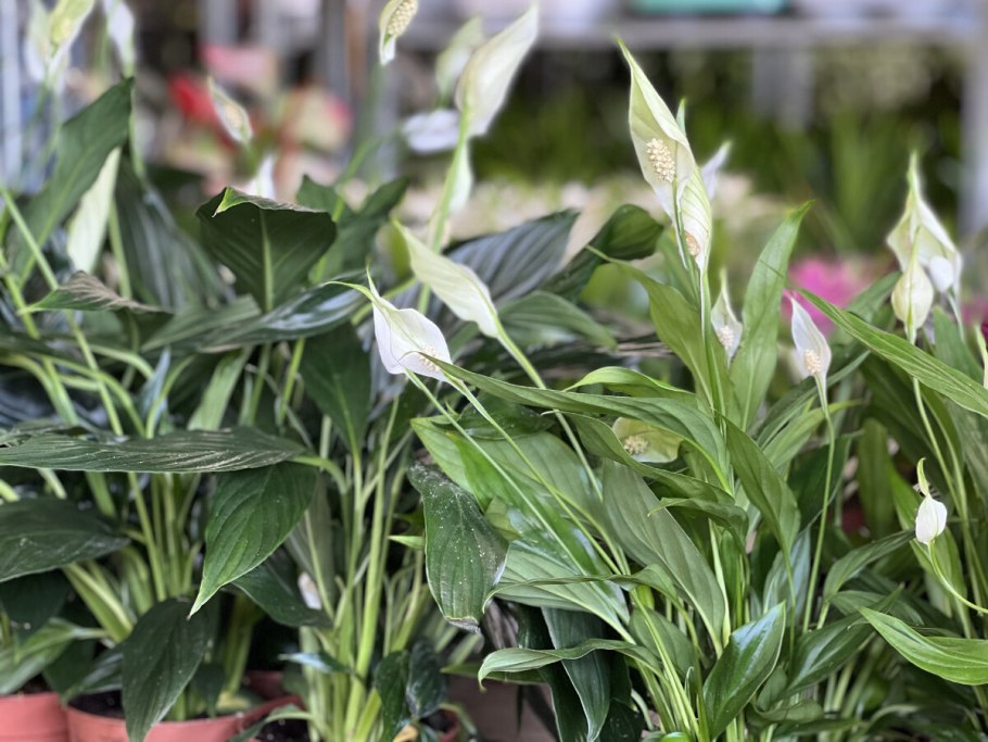 Женское счастье