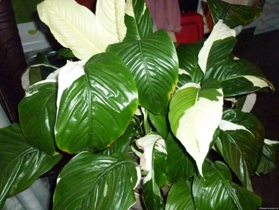 Спатифиллум Лауретта