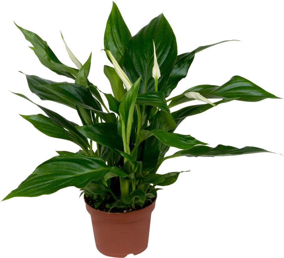 Домашние цветы с названиями