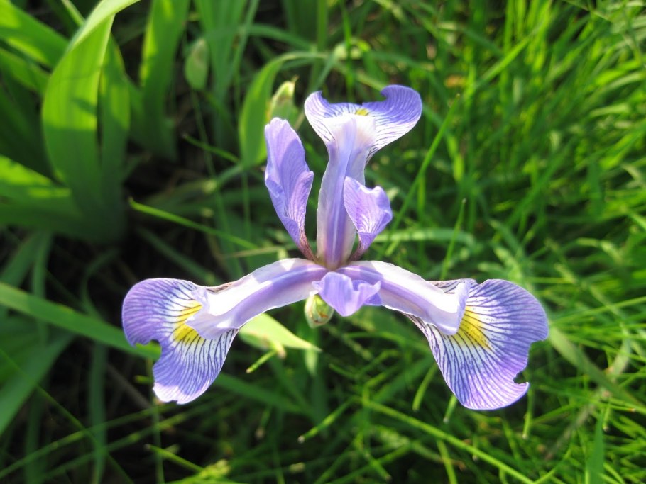 Ирис, или Касатик, или петушок (лат. Iris)