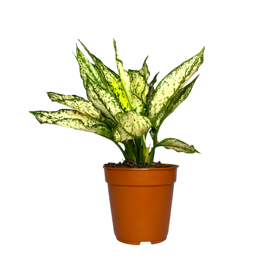 Аглаонема продолговатолистная