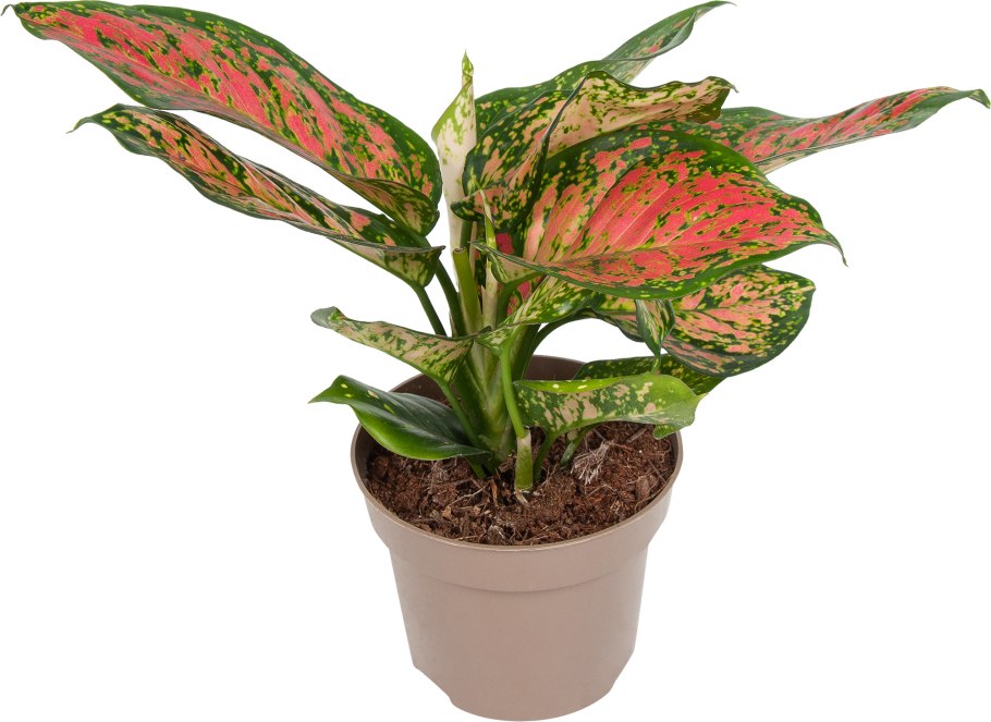 Аглаонема crispum