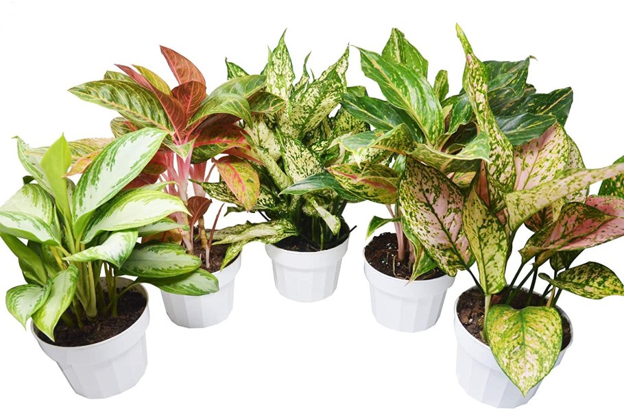 Аглаонема маранта