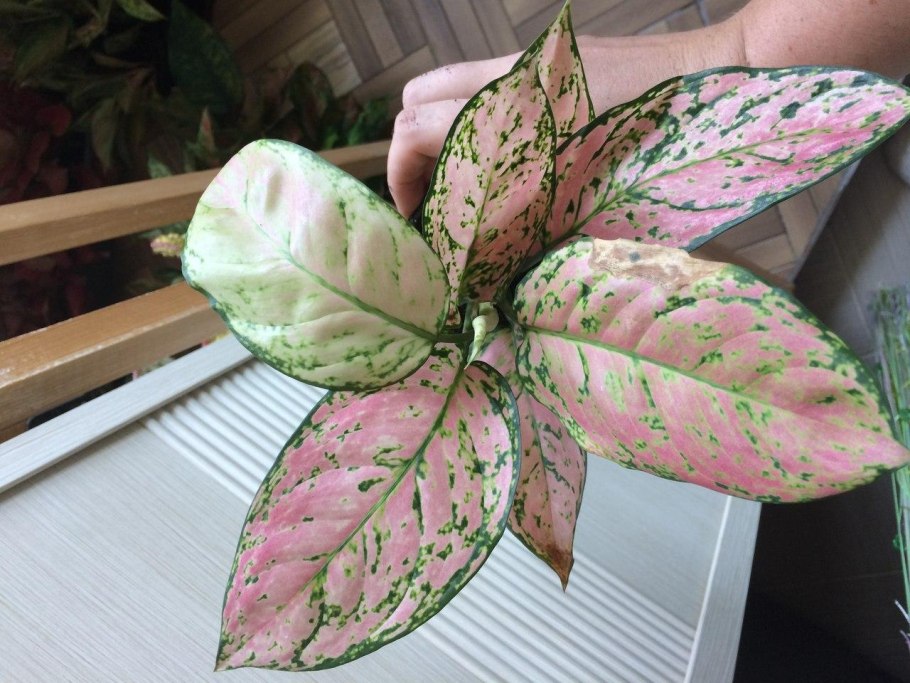 Аглаонема Грин Бэй