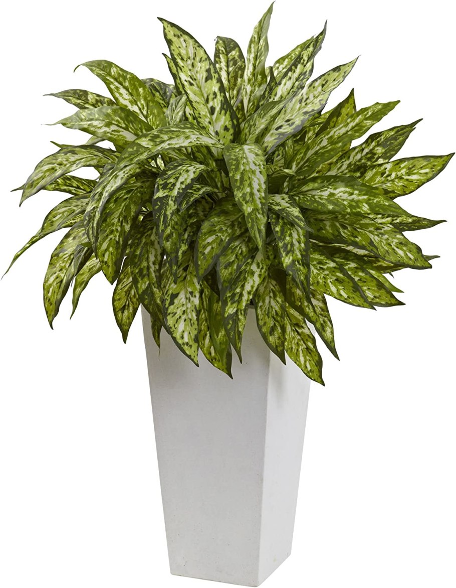 Аглаонема круглолистная