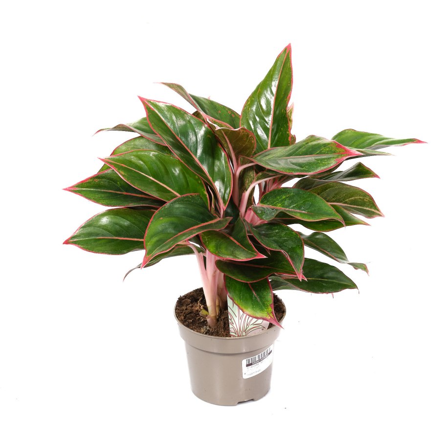 Аглаонема коммутатум