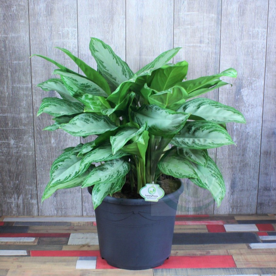 Аглаонема Bangkok Dream