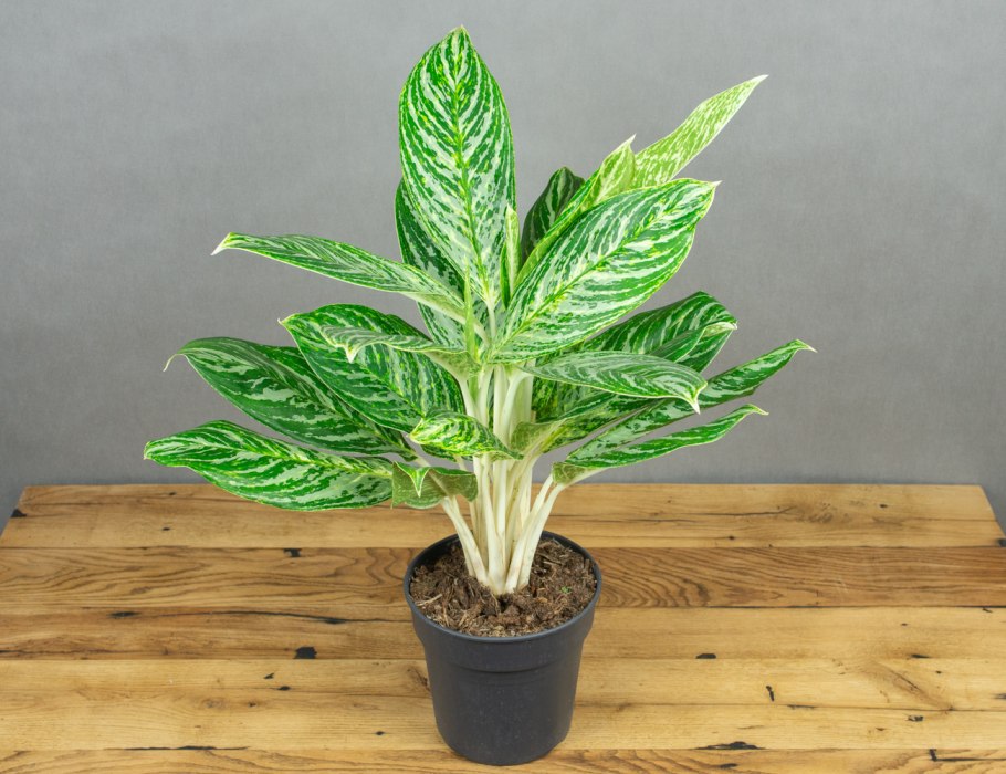 Комнатные цветы без цветков