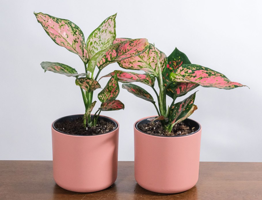 Аглаонема переменчивая Сильвер