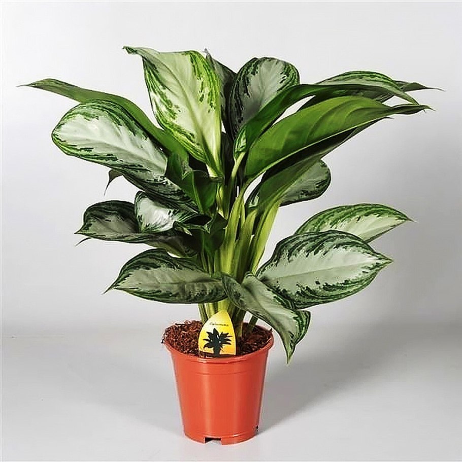 Фикус аглаонема