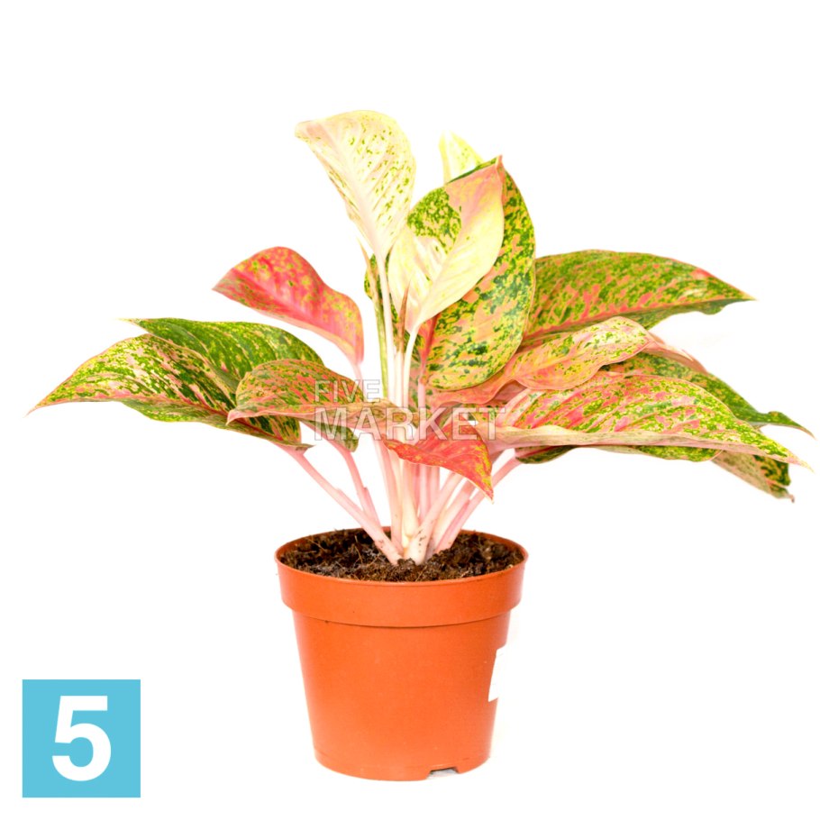 Аглаонема микс