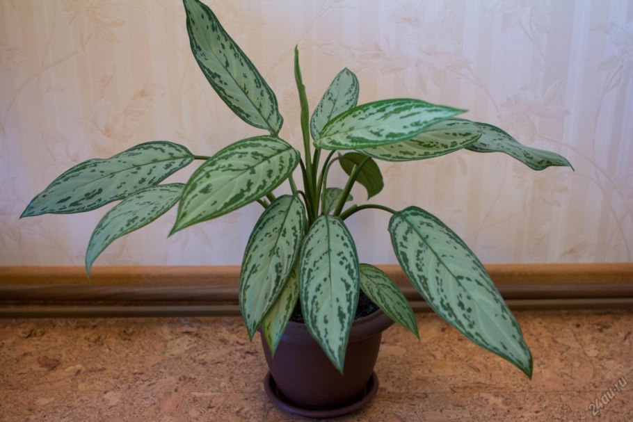 Аглаонема Престиж