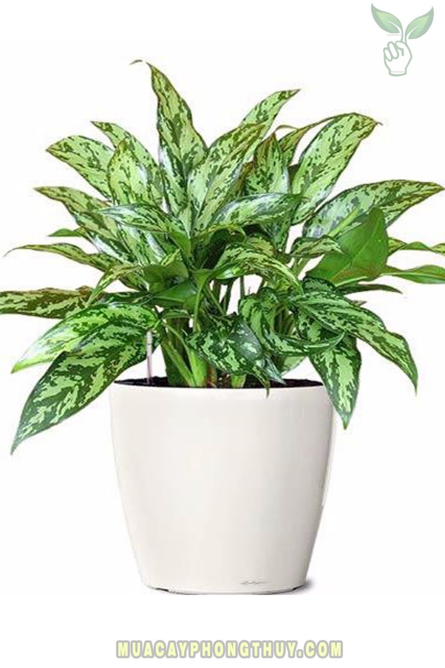 Аглаонема маранта