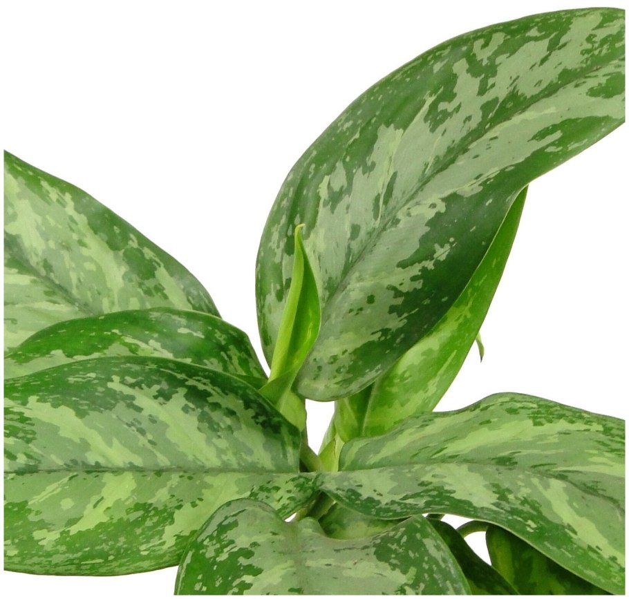 Аглаонема споттед Стар