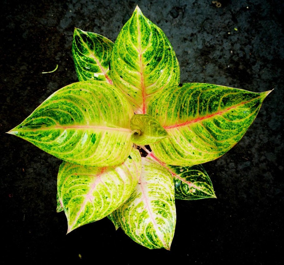 Аглаонема Эмеральд Холидей