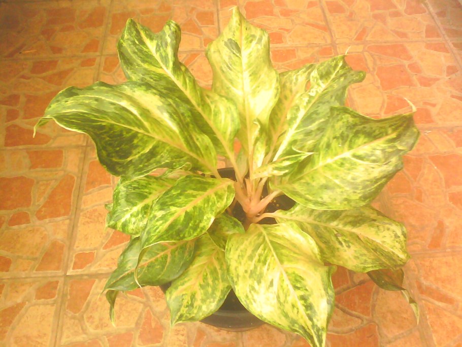 Аглаонема ред Валентин