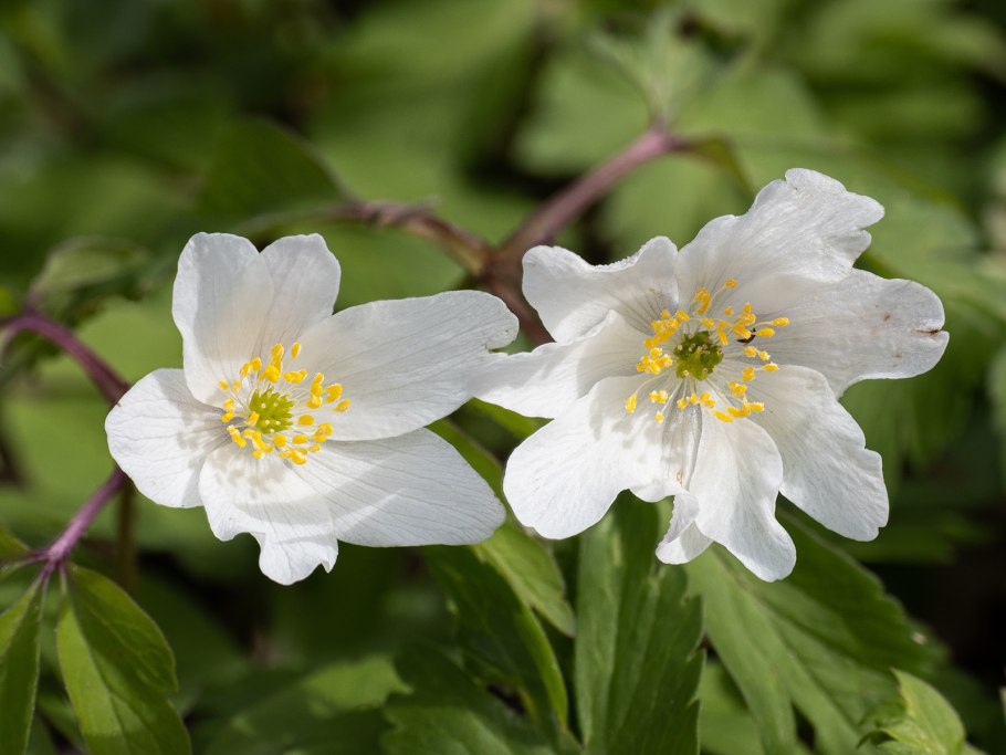 Анемона Дубравная