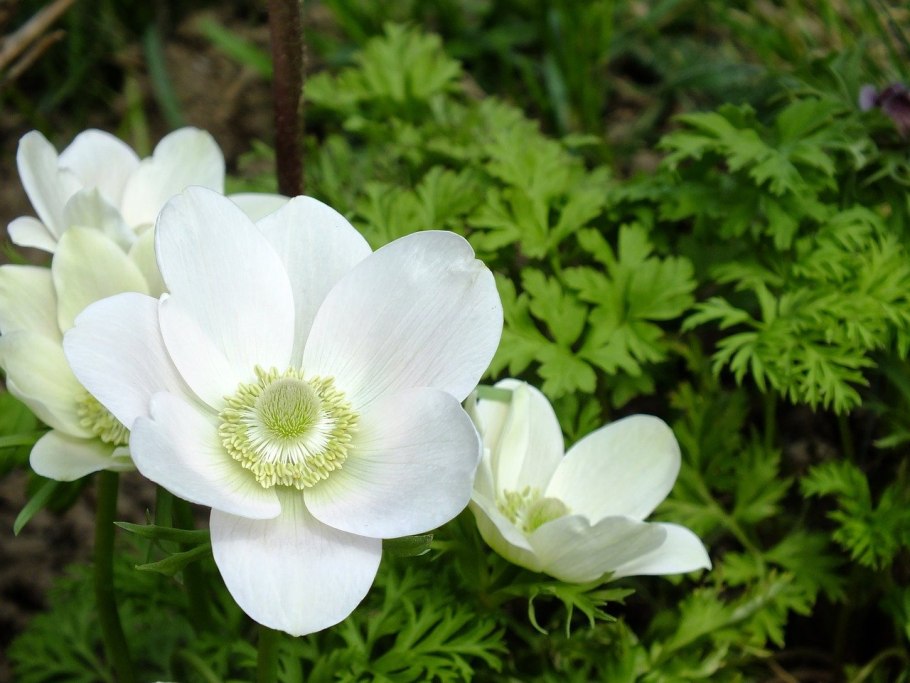 Ветреница Лесная (Anemone Sylvestris)