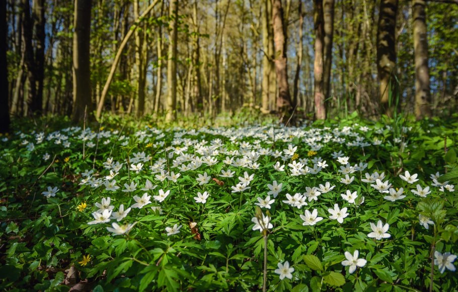 Anemone nemorosa 'LYCHETTE'