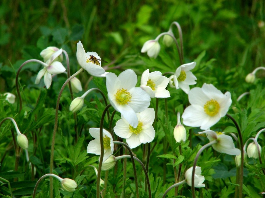 Anemone nemorosa