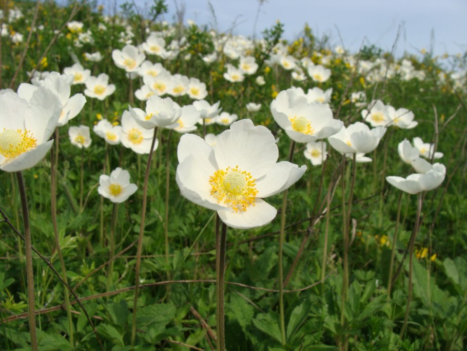 Ветреница Дубравная (Anemone nemorosa)