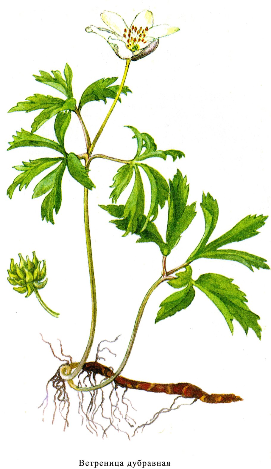 Е́треница лес-ная (Anemone Sylvestris)