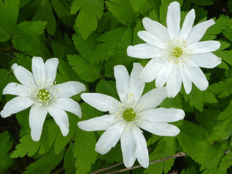 Anemone nemorosa Robinsoniana