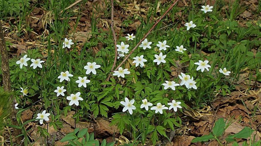 Ветреница Удинская